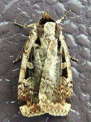 Eueretagrotis sigmoides