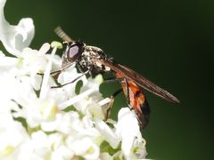 Spazigaster ambulans