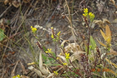 Orthocarpus luteus