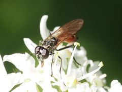 Spazigaster ambulans