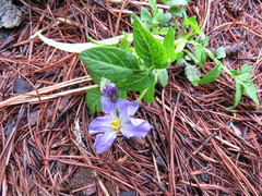Solanum stoloniferum