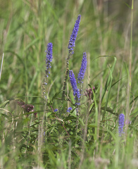 Veronica rotunda subintegra
