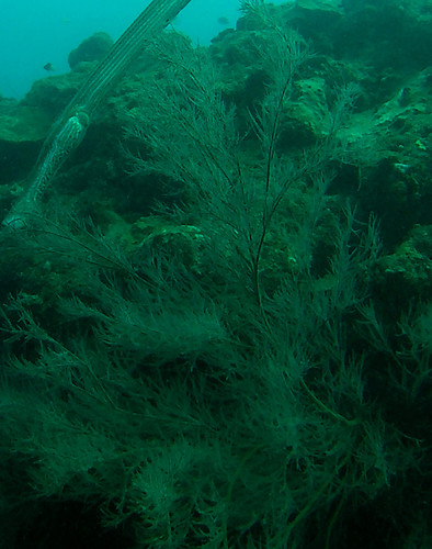Black Coral