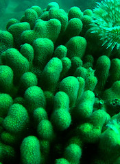 Porites porites