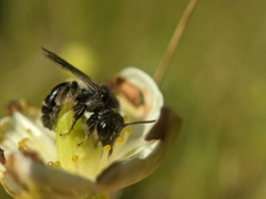 Andrena parnassiae