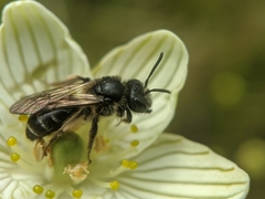 Andrena parnassiae