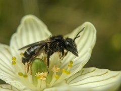 Andrena parnassiae