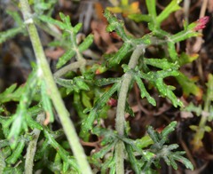 Eriophyllum lanatum achilleoides