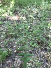 Eupatorium pilosum