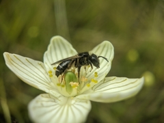 Andrena parnassiae