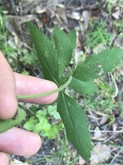 Eupatorium pilosum