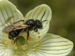 Andrena parnassiae