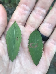 Eupatorium pilosum