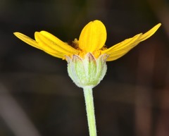 Eriophyllum lanatum achilleoides