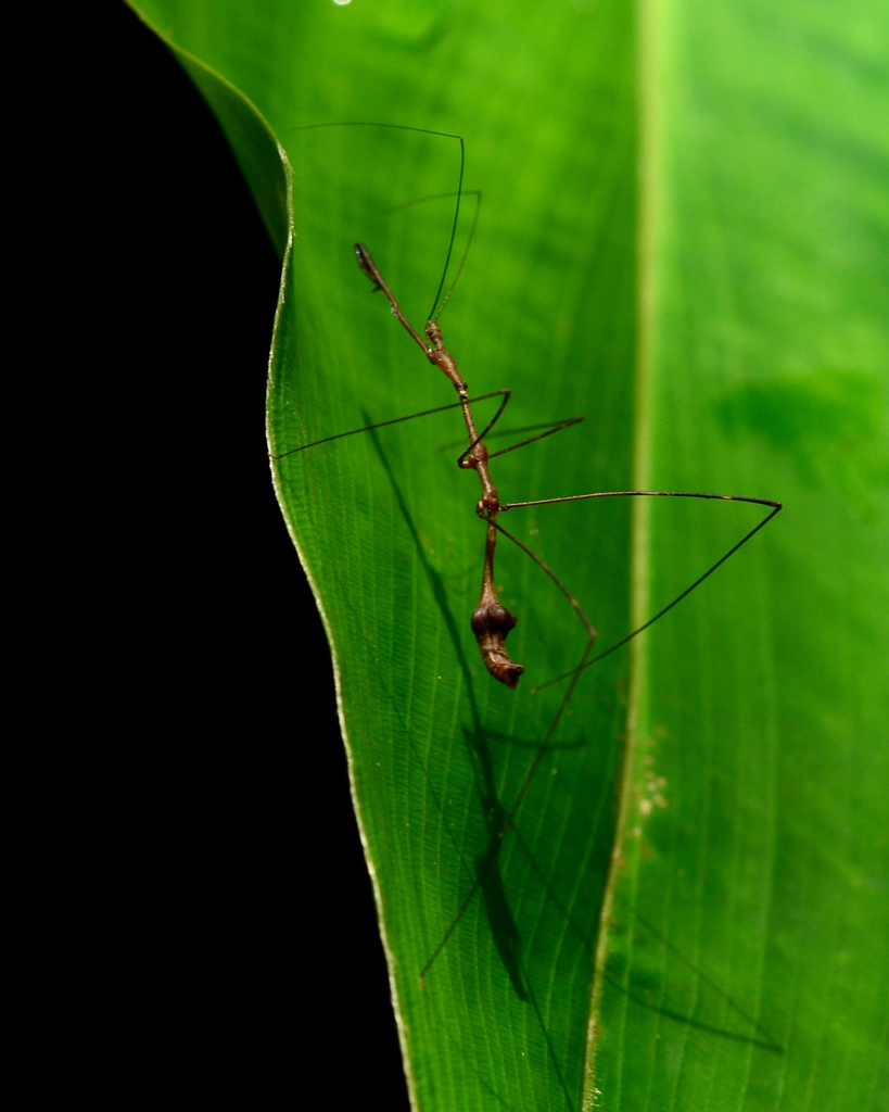 Ghilianella