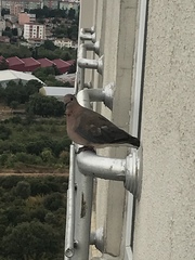 Streptopelia senegalensis
