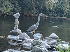 Ardea cinerea