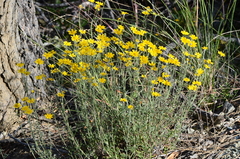 Eriophyllum lanatum achilleoides