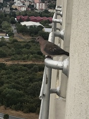 Streptopelia senegalensis