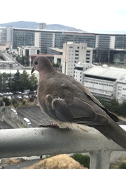 Streptopelia senegalensis