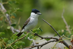 Xenopsaris albinucha