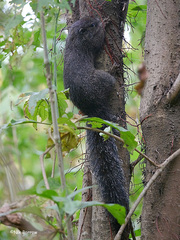 Heliosciurus gambianus