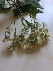 Clematis brachiata