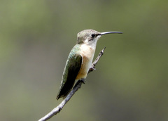 Myrtis fanny