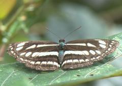 Neptis soma