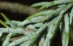 Fellhanera bouteillei