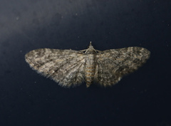 Eupithecia inturbata