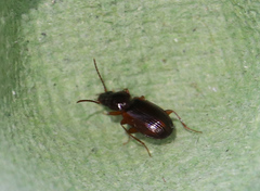 Trechus quadristriatus