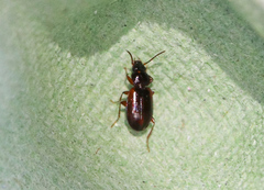 Trechus quadristriatus