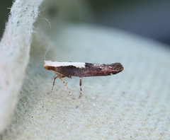 Argyresthia conjugella
