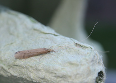 Oecetis lacustris