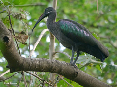 Bostrychia hagedash nilotica