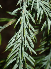 Fellhanera bouteillei