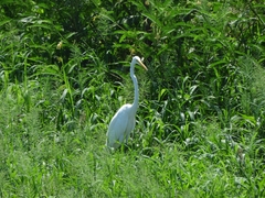Ardea alba