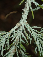 Fellhanera bouteillei