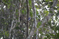 Trogon viridis