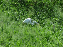 Ardea alba