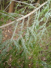 Fellhanera bouteillei