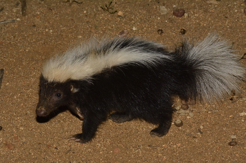 Molina's Hog-nosed Skunk
