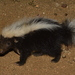 Striped Hog-nosed Skunk - Photo (c) Frederico Acaz Sonntag, some rights reserved (CC BY-NC), uploaded by Frederico Acaz Sonntag