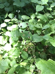 Mitreola
