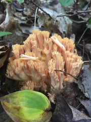 Ramaria conjunctipes