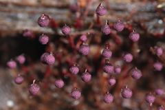 Cribraria purpurea