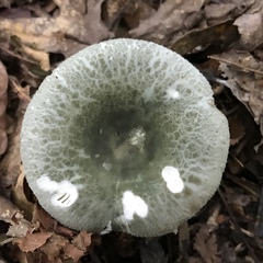 Russula parvovirescens