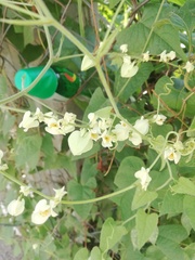 Antigonon flavescens