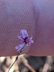 Lessingia micradenia micradenia